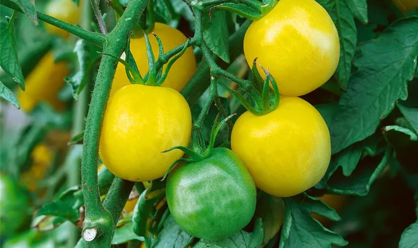 Tomate 'Weißer Pfirsich'