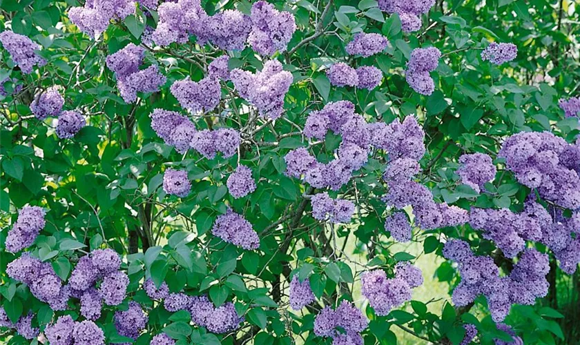 Syringa vulgaris 'Jules Simon'