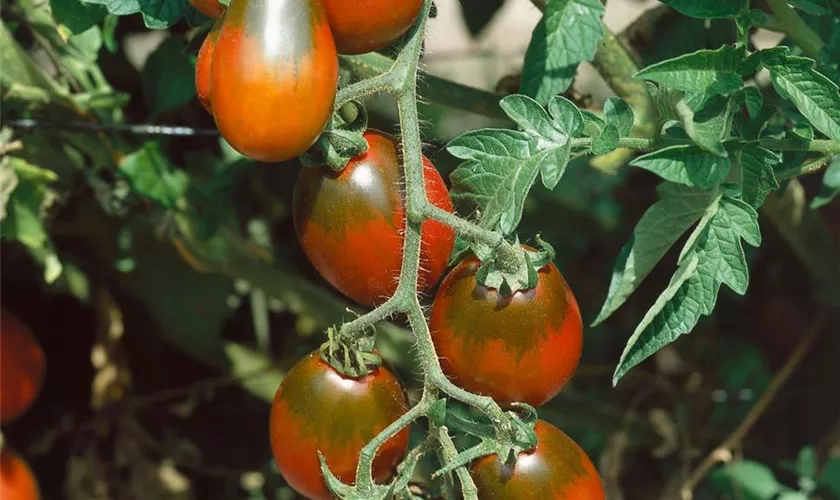 Tomate 'Black Plum'