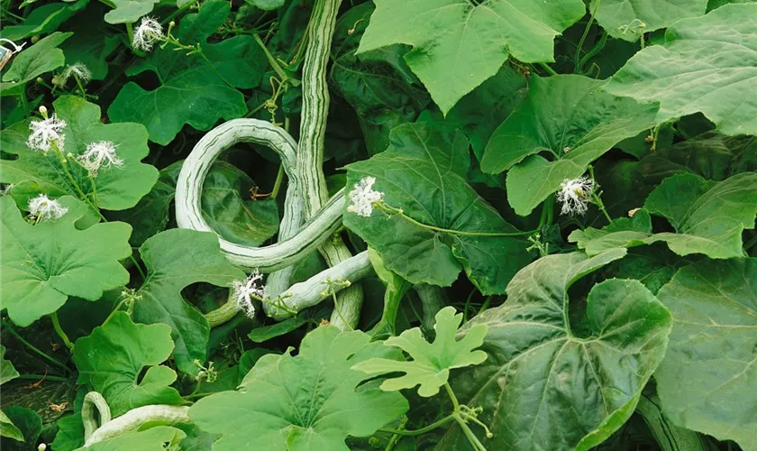 Trichosanthes cucumerina