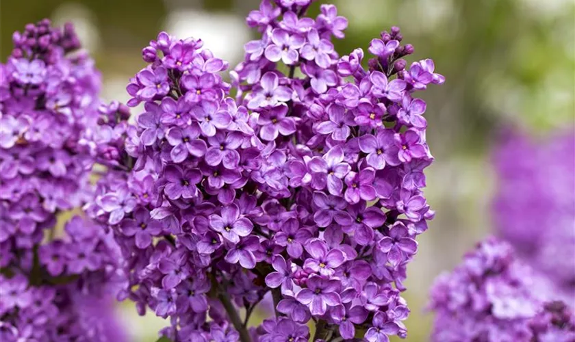 Syringa vulgaris 'Katherine Havemeyer'