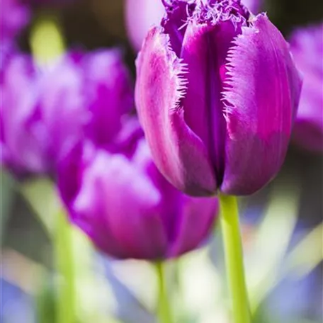 Tulpe 'Curly Sue'