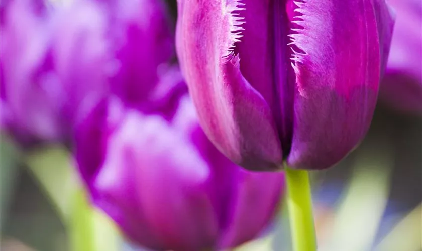 Tulipa 'Curly Sue'