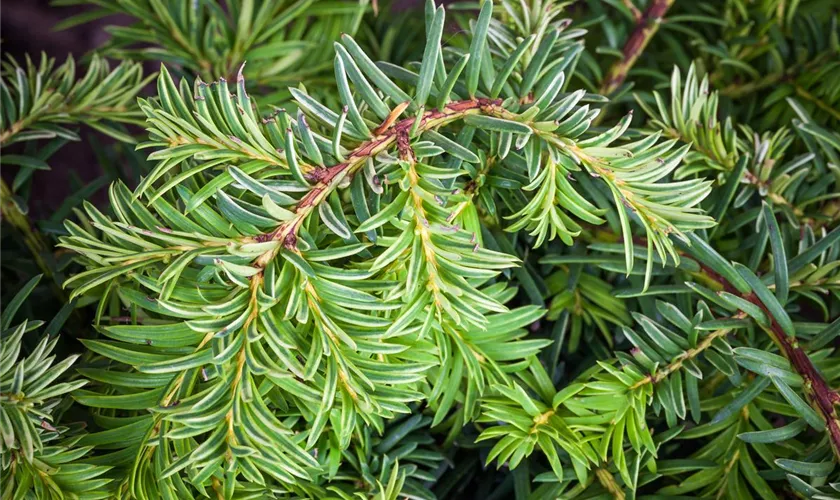 Taxus baccata 'Repandens Aurea'