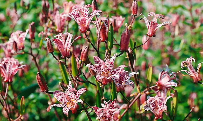 Tricyrtis formosana 'Here comes Lilly'