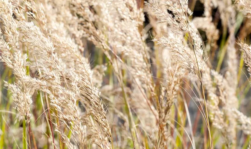 Stipa calamagrostis