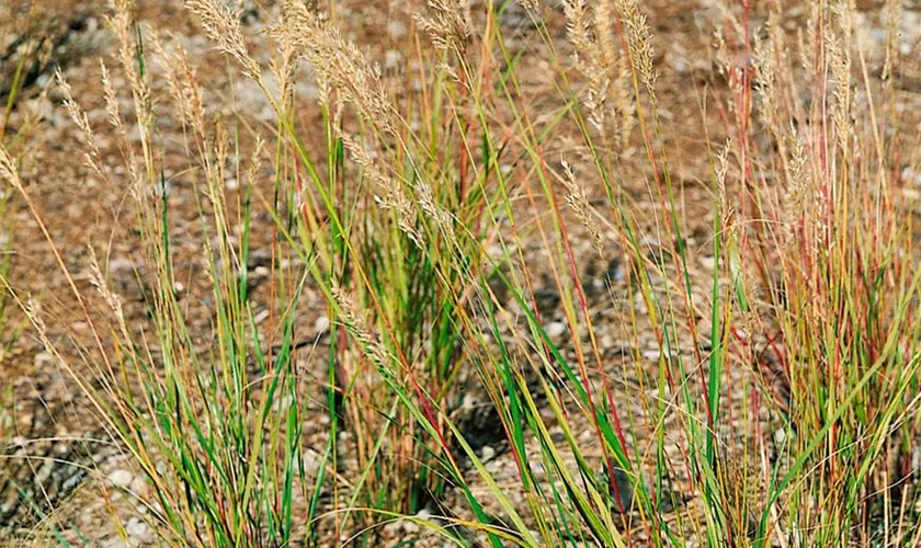 Stipa calamagrostis 'Lemperg'