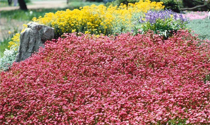 Saxifraga x arendsii 'Purpurmantel'