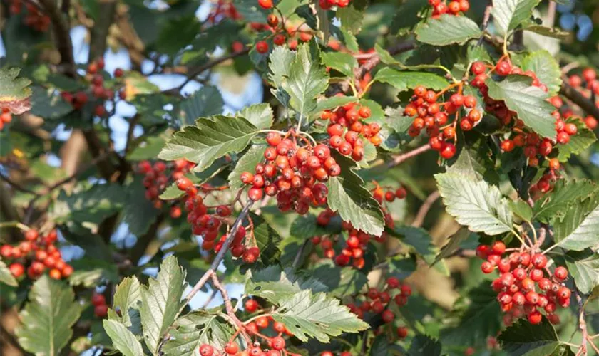 Sorbus intermedia 'Brouwers'