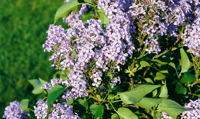 Syringa vulgaris 'Madame Antoine Buchner'