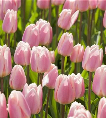 Triumph-Tulpen pflanzen – Farbenspiel im Blumenbeet