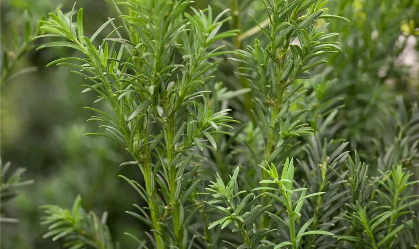 Taxus baccata 'Schwarzgrün'