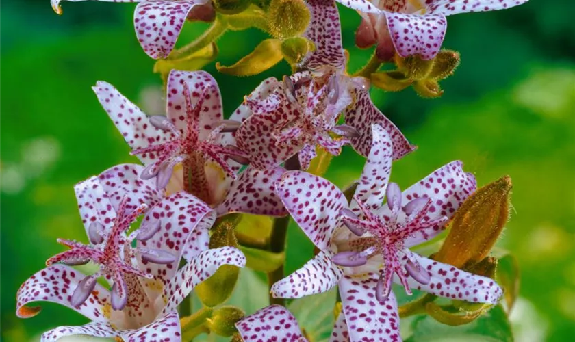 Tricyrtis formosana 'Hiki Yuri'