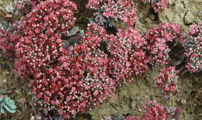 Sedum cauticola 'Robustum'