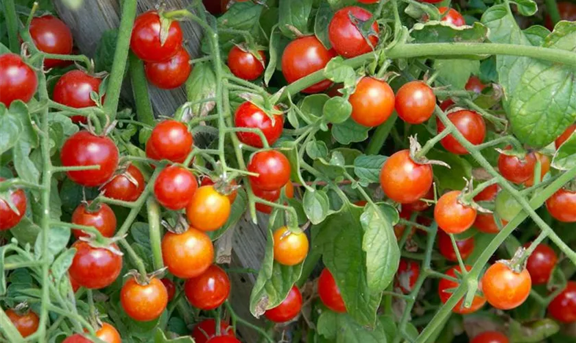 Solanum lycopersicum 'Zuckertraube'