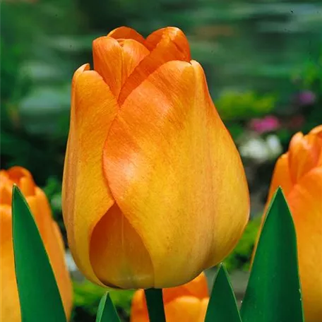 Tulpe 'Daydream'