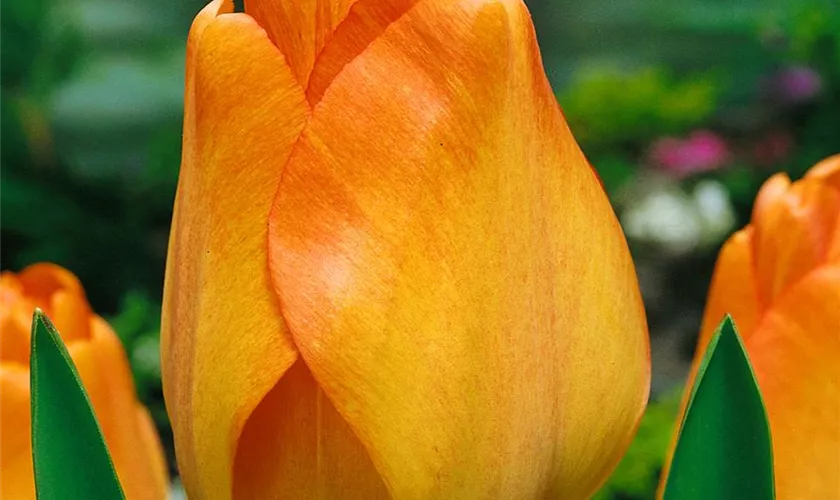 Tulipa 'Daydream'