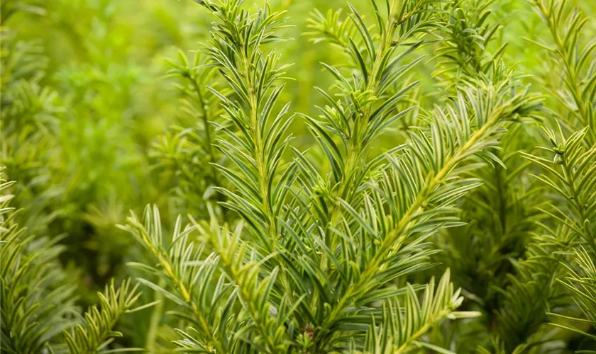 Taxus baccata 'Semperaurea'