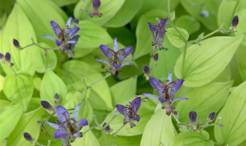 Tricyrtis formosana 'Purple Beauty'