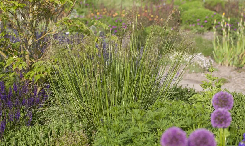 Stipa gigantea