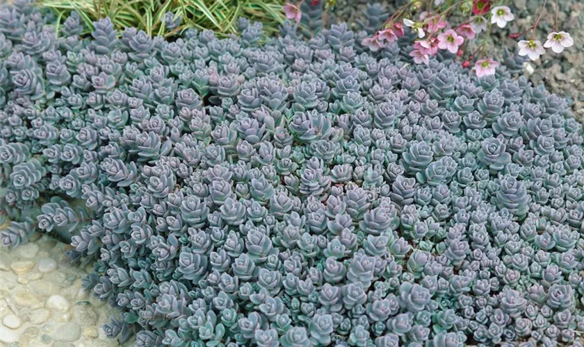 Sedum cyaneum