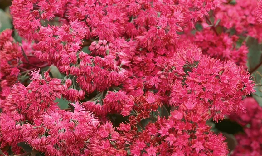 Sedum pluricaule 'Rosenteppich'