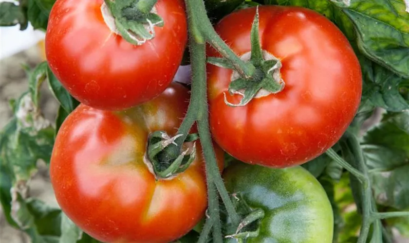 Solanum lycopersicum 'Carmelo'