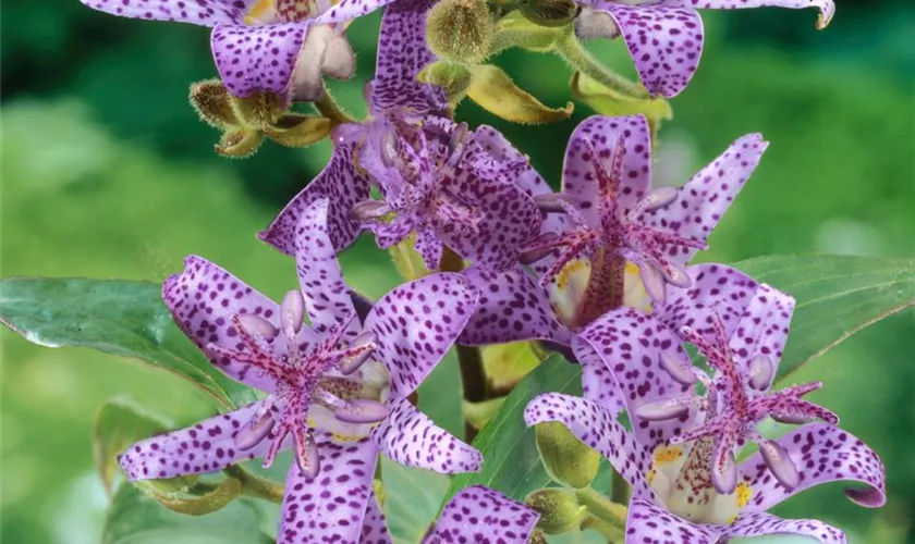 Tricyrtis hirta