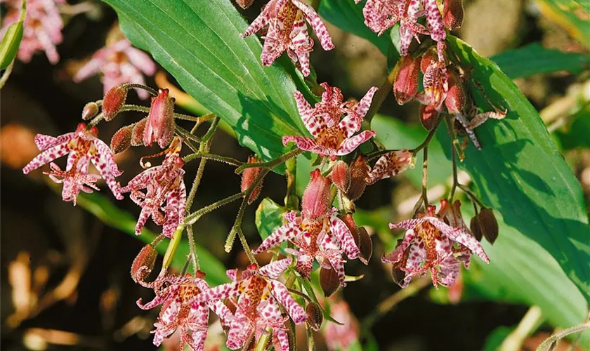 Tricyrtis hirta 'Miyazaki'