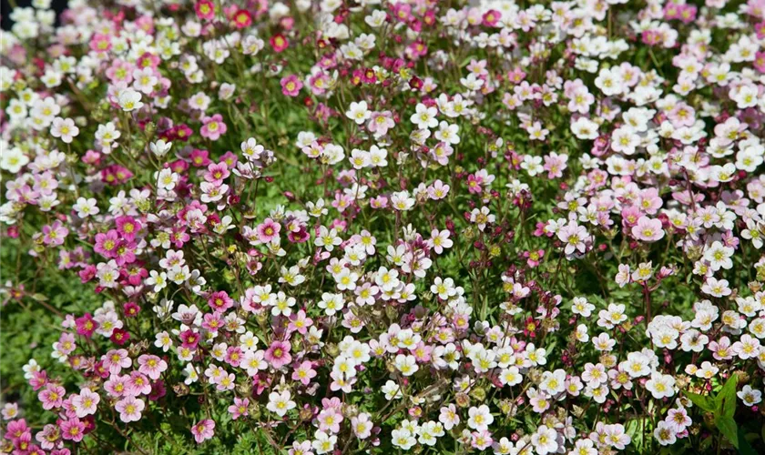 Saxifraga x arendsii 'Triumph'