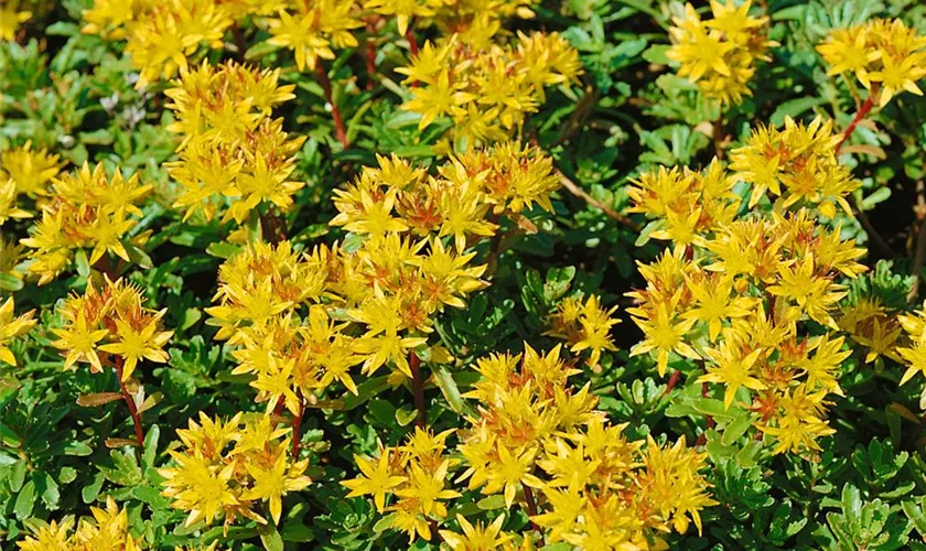 Sedum floriferum