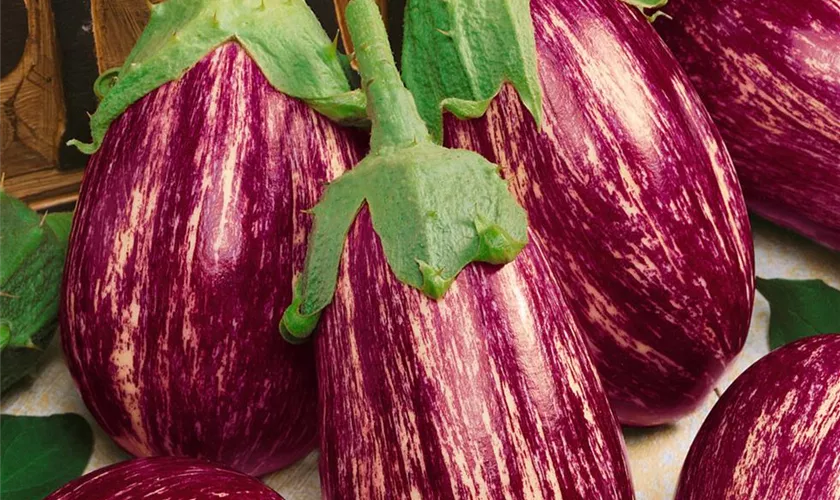 Solanum melongena 'Matrosik'