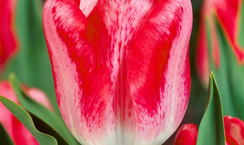 Tulipa 'Denise'