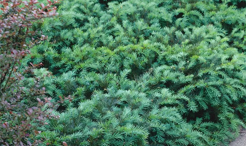 Taxus canadensis