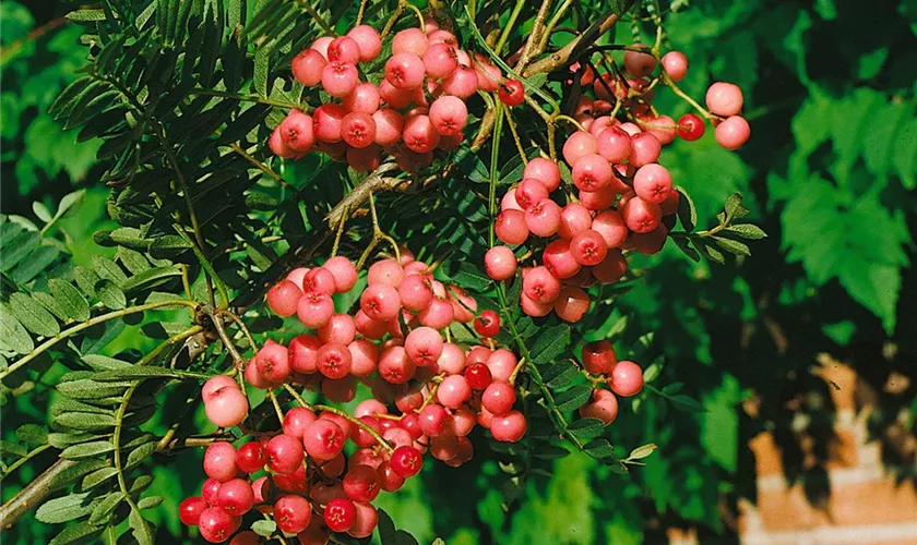 Sorbus vilmorinii