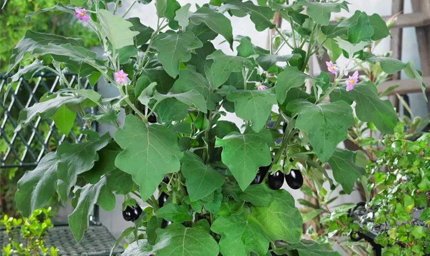 Solanum melongena 'Balkon'