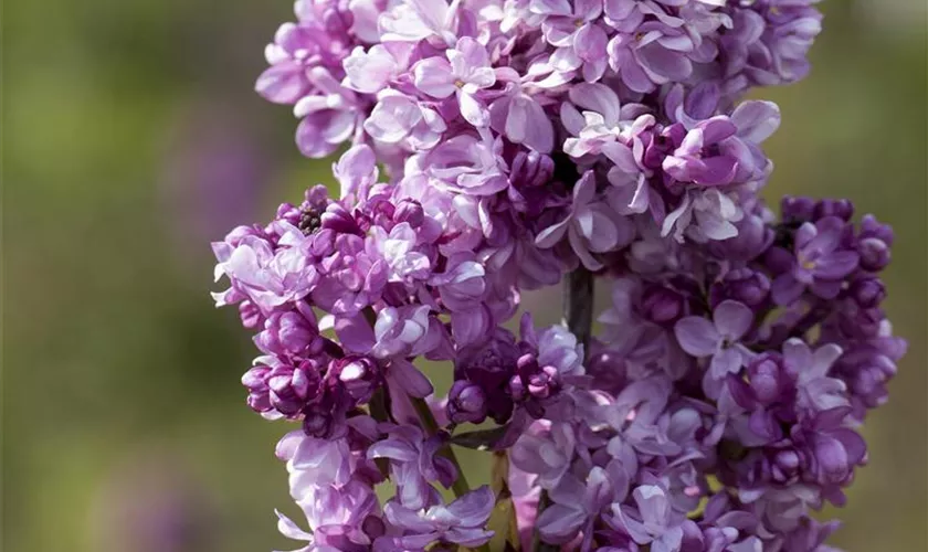 Syringa vulgaris 'Perle von Stuttgart'