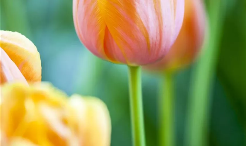 Tulipa 'Dordogne'