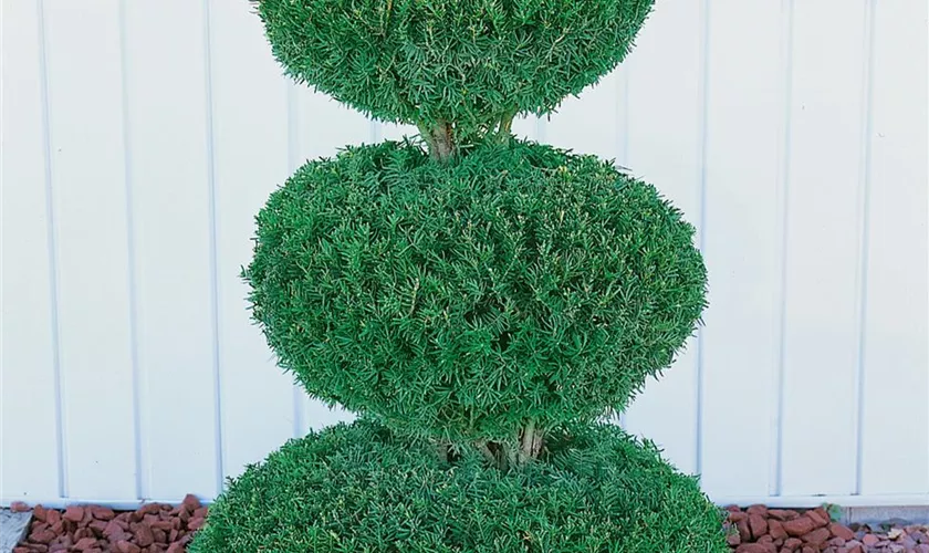 Taxus cuspidata, Kugel