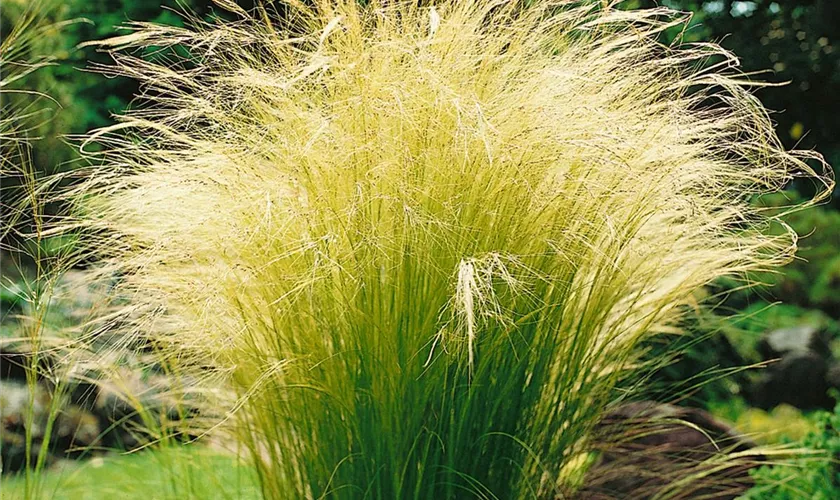 Stipa tenuifolia