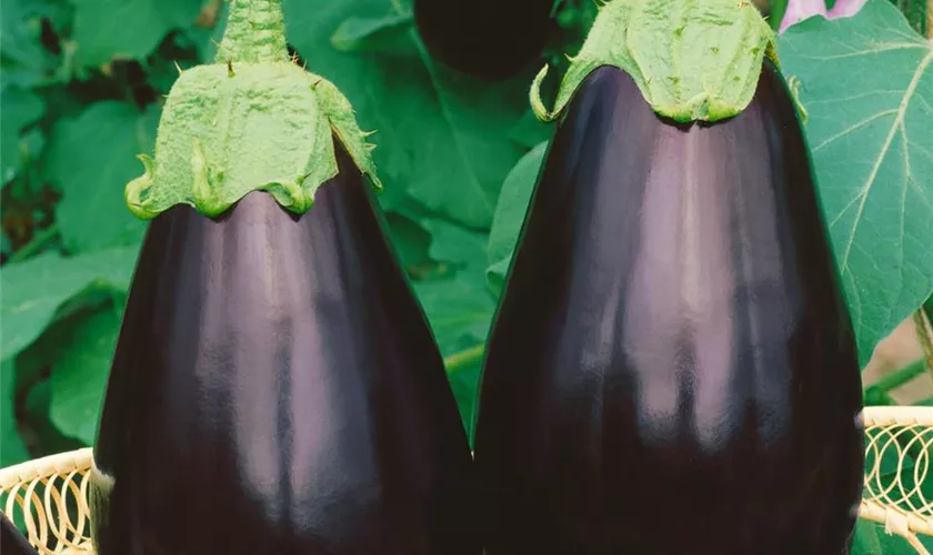 Solanum melongena 'Black Pearl'