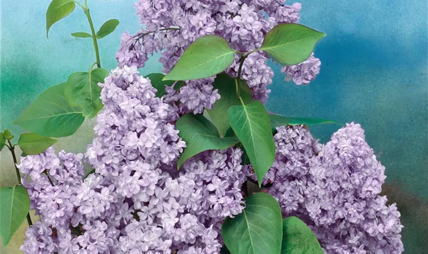 Syringa vulgaris 'Rose de Moscou'®