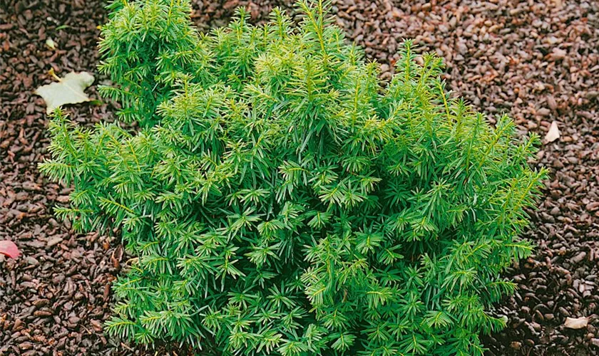 Taxus cuspidata 'Nana'