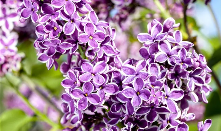 Syringa vulgaris 'Sensation'