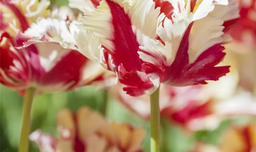 Tulipa 'Double Flaming Parrot'