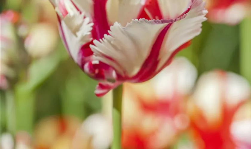 Tulipa Parrot