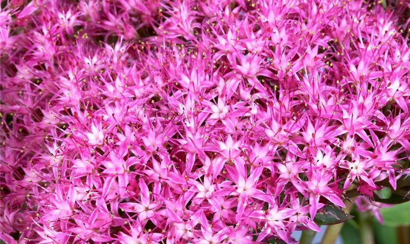 Sedum hybridum 'Munstead Dark Red'