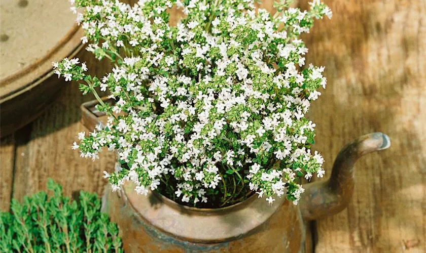 Thymus vulgaris 'Pinewood'