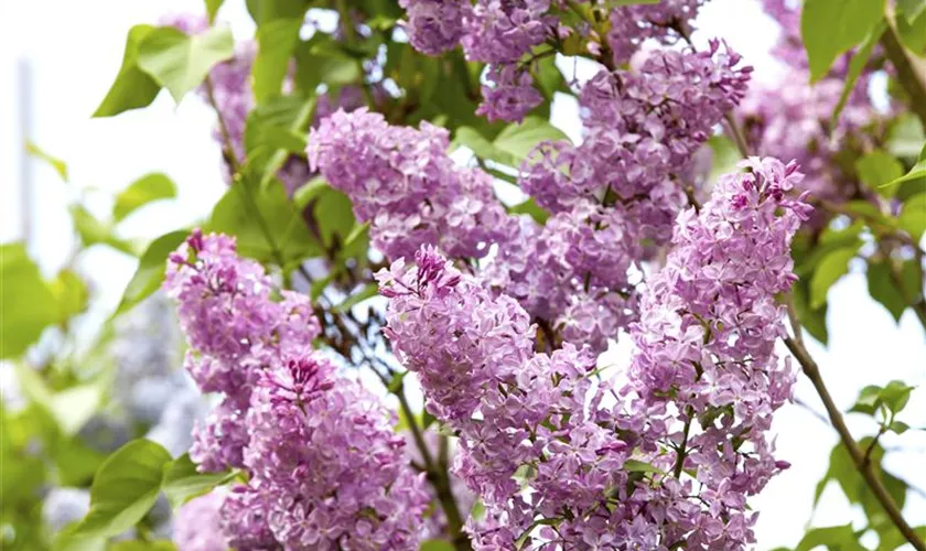 Syringa vulgaris 'Victor Lemoine'