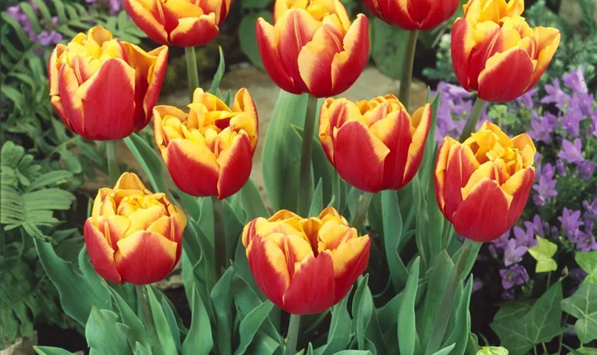 Tulipa Double Late